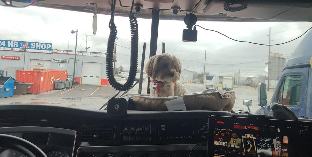 Dog on top of truck dashboard